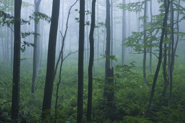 霧の中の森