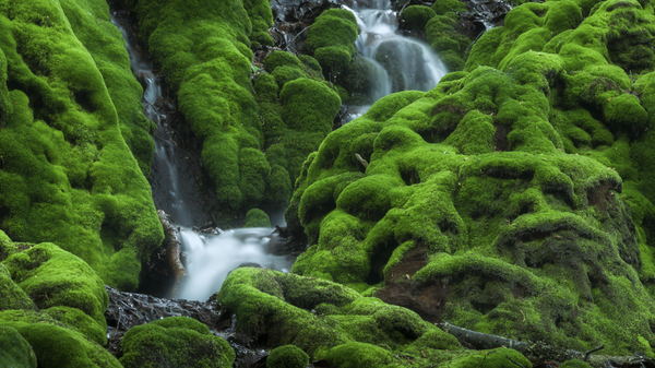 オログラ沢の苔の滝