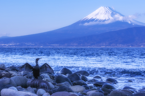 富士山を眺める海鵜