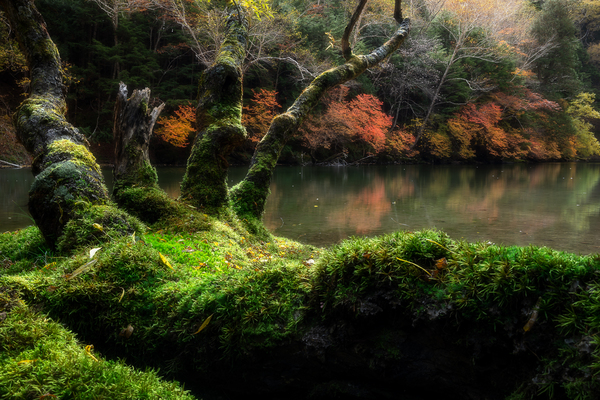 蓼ノ湖の苔生した倒木と紅葉