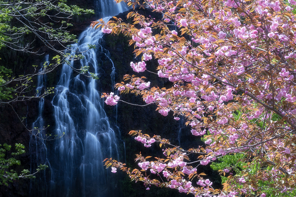 糸滝に桜咲く